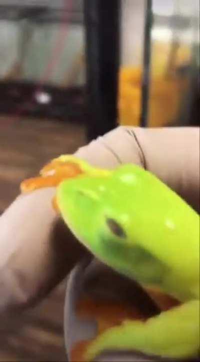 🔥 Black eyed tree frog 🐸