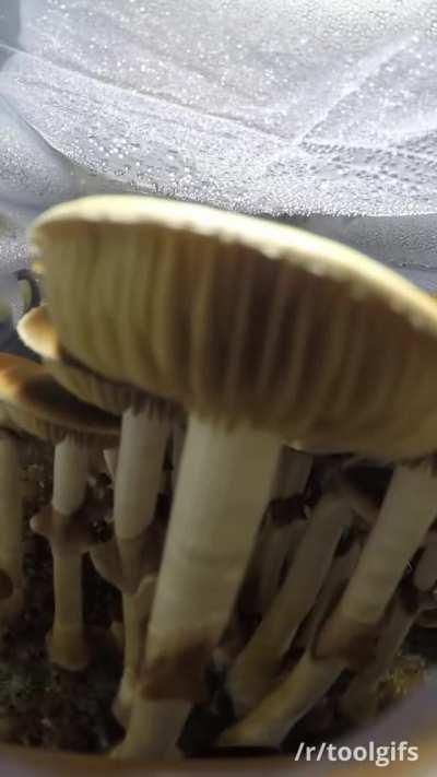 Many types mushrooms timelapse