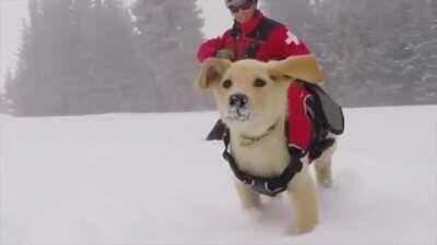 An avalanche rescue pupper's training day