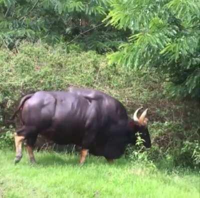 This Indian Bison