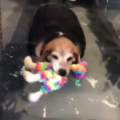 Rescue chonk has a support toy for when he exercises!