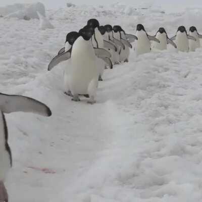 🔥 Penguins Waddling in line : BetterEveryLoop