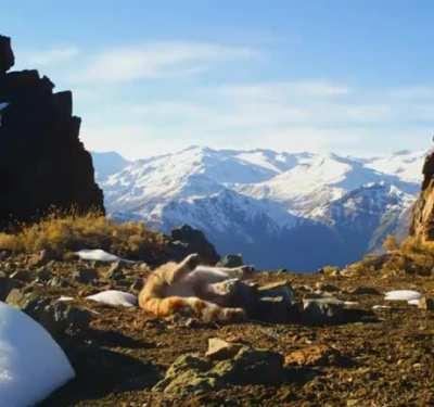 A very rare Andean cat cuddle rolling out in front of wildlife cam