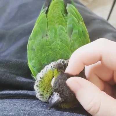 Scritch scritch scritch, scritch scritch scritch, scritch the conure, scritch the conure!