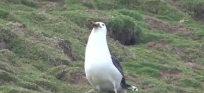 Seagull swallows a rabbit whole