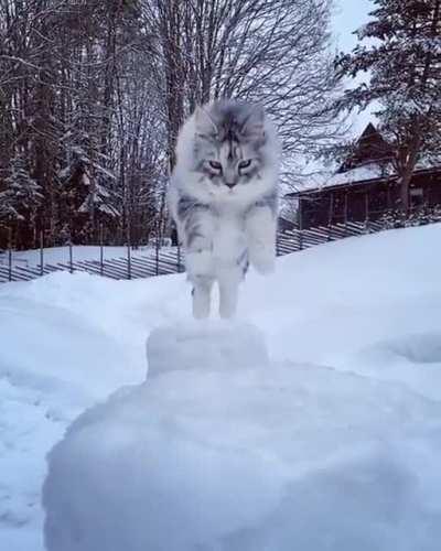 Tiara shows off her leap in the snow