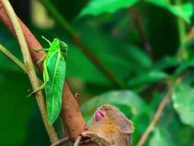 A baby marmoset curious about insects