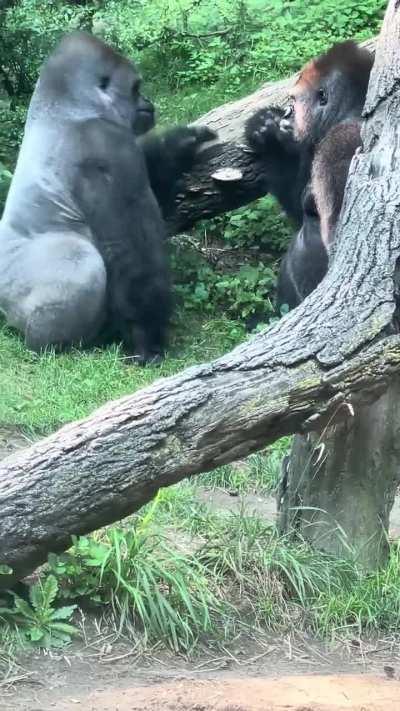 Nervous Gorilla attempts to reconcile with his brother after a fight