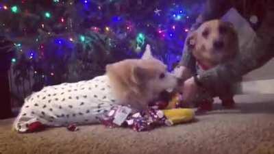 Corgis open Christmas presents.