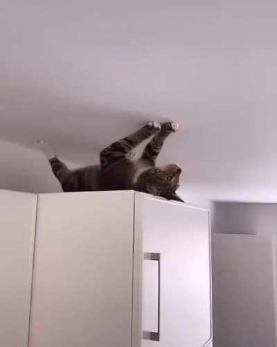 Spider Cat does what a Spider Cat does