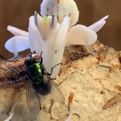 A fly lands on an orchid mantis and begins feeding on its raptorial legs, but that doesn't last long. It may have been drawn by the scent of the mantis' previous kill.