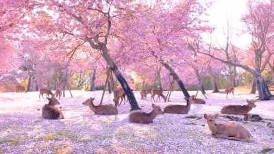 🔥 Herd of deer relaxing among some cherry blossom trees in Nara, Japan.