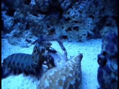 Mantis shrimp yanks a hermit crab out of its shell and carries it away to its cave