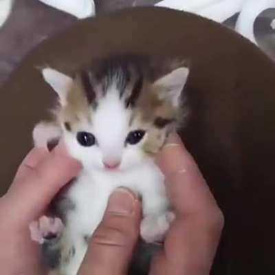 Tiny Kitten Squeaks