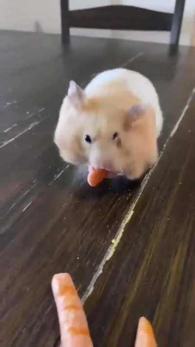 Hamster gobbles everything