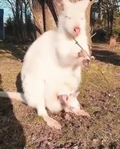 An albino mother kangaroo with ab albino baby roo