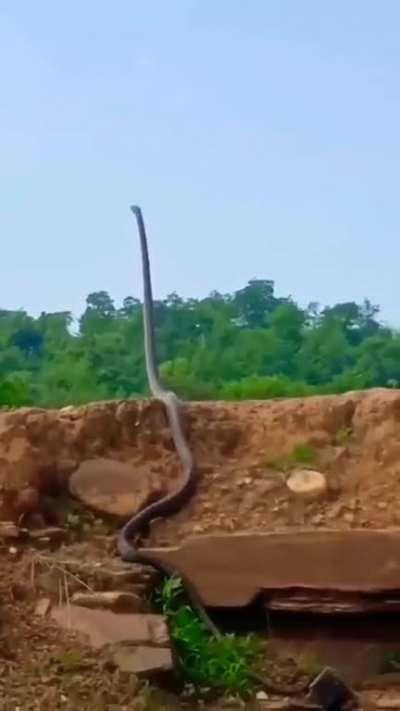 A king Cobra snake that can grow up to 18 feet(5.4 mtrs) can lift a third of its body.