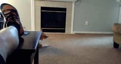 Lab outsmarts corgi to keep his precious white bone