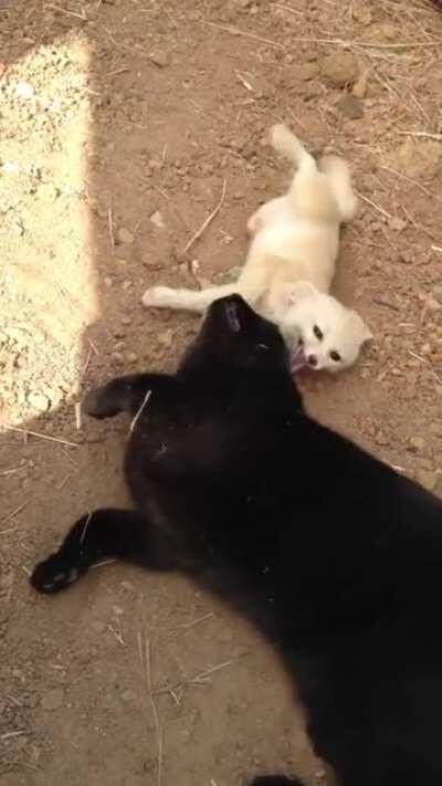 Fox is happy being reunited with bear friend cat