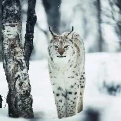 The name Lynx is derived from the Indo-European root leuk- ('light, brightness'), in reference to the luminescence of its reflective eyes. Also, those furry paws function as natural snowshoes.