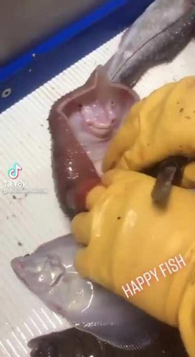 Happy fish