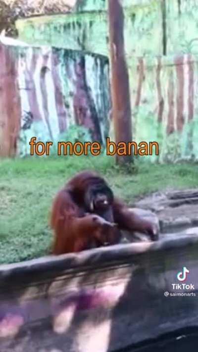 Banan