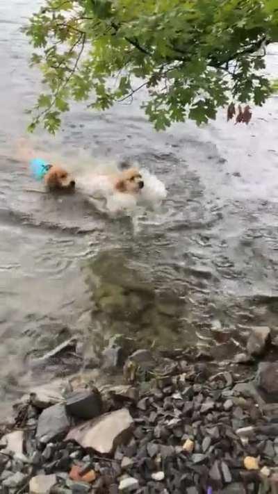 A golden Retriever that Cannot Swim. (just so you know, HE jumped off the paddle board, he was NOT pushed. He was NOT drowning. We tried to get a life vest on him, but he chewed it off.) This was his first time in the water. It went badly.