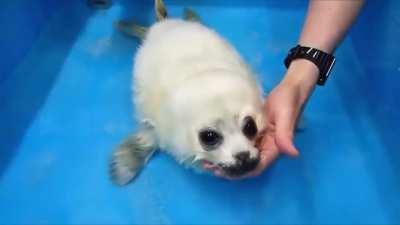 Baby seals first swim lesson