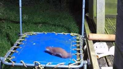 Something different: a stoat on a trampoline