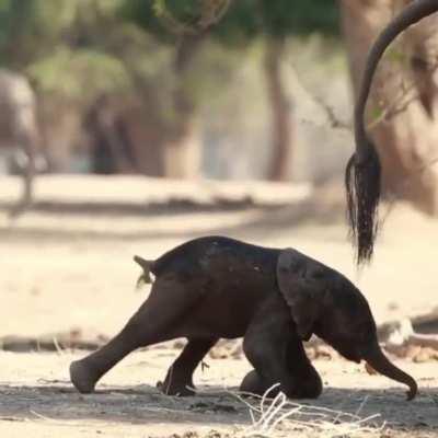 First steps of a baby elephant