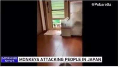 What in the Planet Of tThe Apes shit is going on in Japan