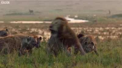 Just the Arrival of one more Lion is more than enough to change the odds against 20+ hyenas