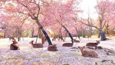 Deers in Blossoms - Zoom Background Version