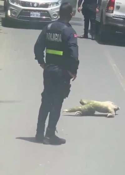 Cops blocked the road for a sloth to cross in Costa Rica