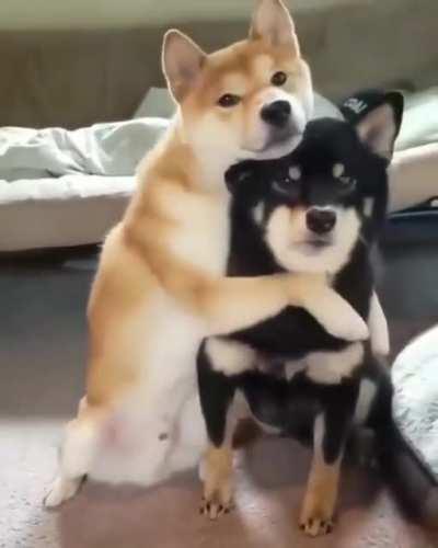 Doggo hug