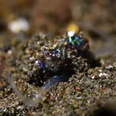 🔥The Hummingbird Bobtail Squid🔥