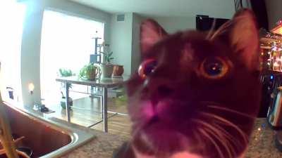 kitten thinks I’m stuck in the camera