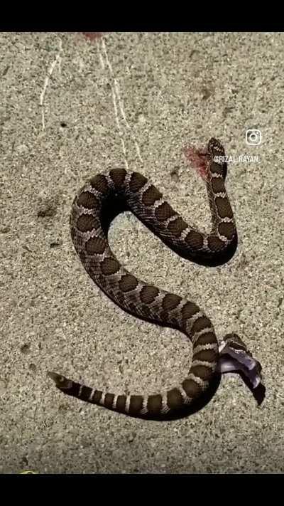 Rattlesnake bites itself after being decapitated 