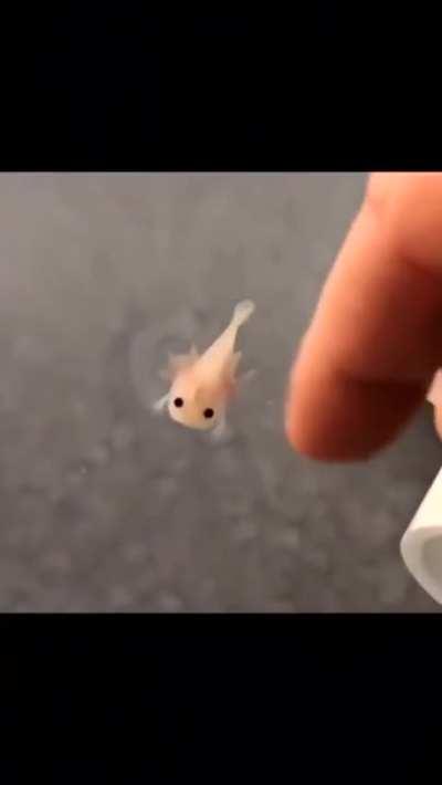 Baby axolotl swimming: