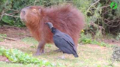 A black vulture removing harmful ticks from a cooperative capybara is an example of mutualism between species. It is of interest that vultures, which normally eat carrion, are drawn to eating ticks off of mammals. It is speculated vultures were initially 