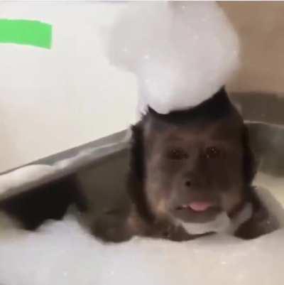 monky bath