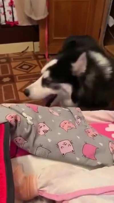 Husky imitating a babies cry