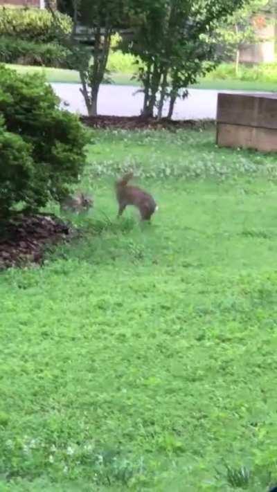 A wild bun battle!