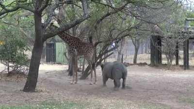 This giraffe doesn't want to be bothered by the rhino.