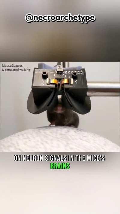 Mouse using VR Help Neural Science