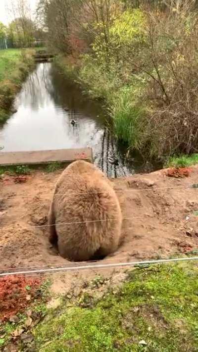 This bear dug a sitting pit to watch her favorite duckies