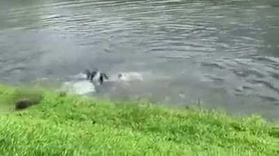 Several years ago in Singapore, otters started showing up at this river. Now there are otter gang wars fighting over its territory.