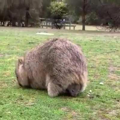 Wombats have rear-facing pouches so that their babies don't get a face full of dirt when they are tunneling.