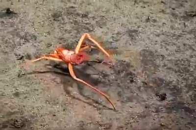 Deep sea hermit crab (Parapaguridae) with an anemone on its back, Mariana Trench