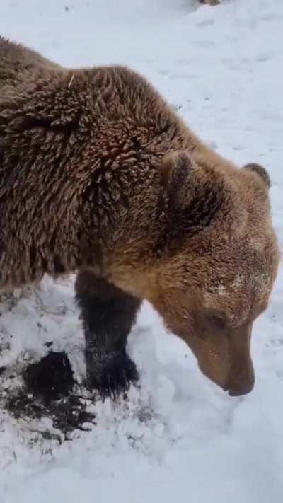 The bear unexpectedly wants to play. This is proof that if you have a gift with animals you can do anything